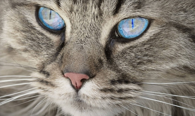 Λαμία: Έπεσε ξύλο για τα μάτια μιας... γάτας - Στο νοσοκομείο ένας ηλικιωμένος (pics)