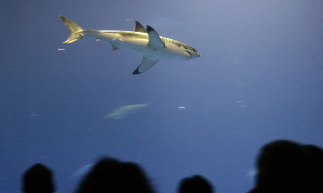 O μεγάλος λευκός καρχαρίας κρύβει χρήσιμα μυστικά κατά του καρκίνου