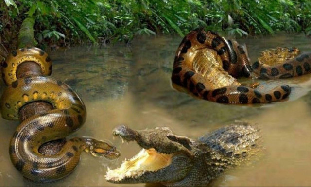 Γιγάντιο ανακόντα εναντίον μανιασμένου κροκόδειλου: Ποιος θα νικήσει; (vid)