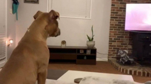 Ό,τι πιο τρυφερό έχεις δει: Σκύλος βλέπει το Lion King και κλαίει! (video)