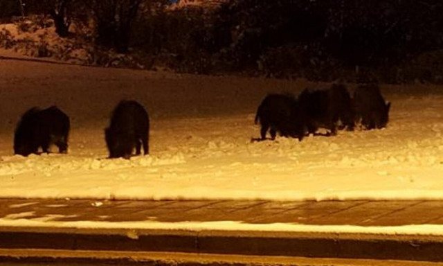 Κακοκαιρία «Ωκεανίς»: Αγριογούρουνα κάνουν βόλτες στη Θεσσαλονίκη! (video)