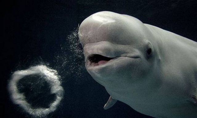 Αν δεν έχεις δει αυτές τις φάλαινες να κάνουν «δαχτυλίδια» δεν έχεις δει τίποτα (Vid)