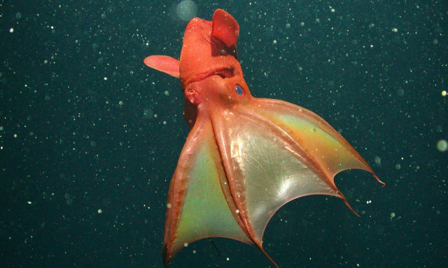 «Καλαμάρι βαμπίρ από την κόλαση»: Αντέχεις να δεις αυτό το βίντεο;