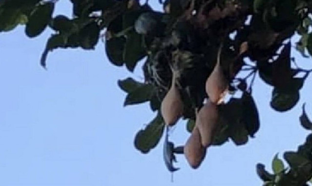 Τρόμος: Αν βρείτε αυτά στον κήπο σας, μην τα πλησιάσετε (pics)