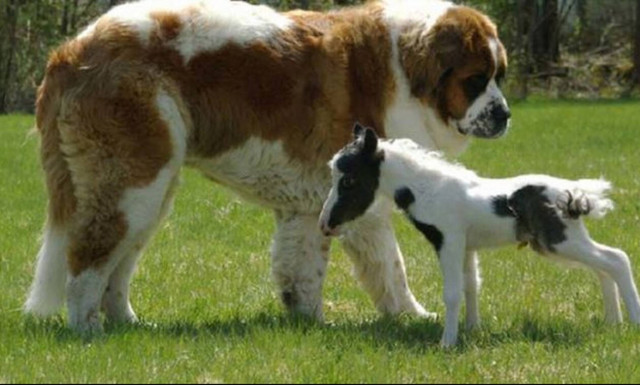 Απίστευτο! Αυτό είναι το πιο μικρό αλογάκι του κόσμου (vid)