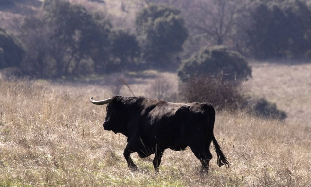 Τραγωδία στην Αρχαία Κόρινθο: Άνδρας σκοτώθηκε από επίθεση ταύρου