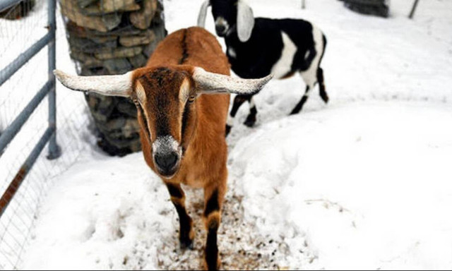 O Λίνκολν η... κατσίκα, νέος δήμαρχος αμερικανικής πόλης! (vid)
