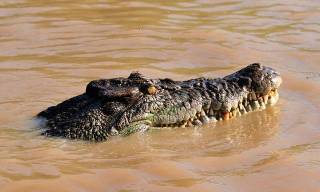 Ψαράς σκοτώνει κροκόδειλο χτυπώντας τον με σφυρί στο κεφάλι (ΠΡΟΣΟΧΗ ΣΚΛΗΡΕΣ ΕΙΚΟΝΕΣ)