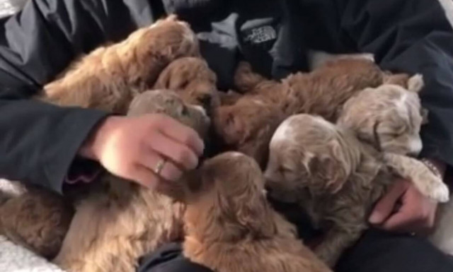 Θα «λιώσετε»: Πόσα κουτάβια μπορεί να χωρέσει μια αγκαλιά; (vid)