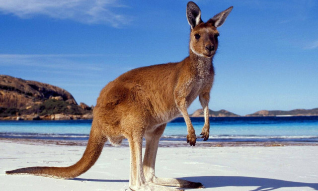 Απίθανο video: Καγκουρό πλακώνει στις μπουνιές αλεξιπτωτιστή! 