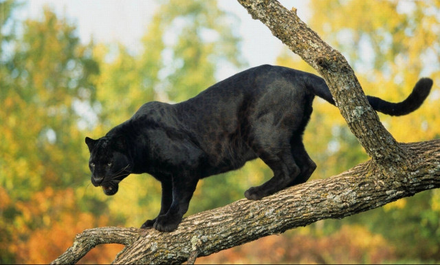 Τζάγκουαρ επιτέθηκε και τραυμάτισε γυναίκα που πήγε να βγάλει selfie μαζί του (pics+vid)