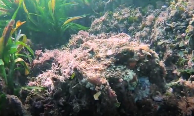 Απίστευτο καμουφλάζ: Εδώ χταπόδι, εκεί χταπόδι, πού είναι το χταπόδι; (vid)