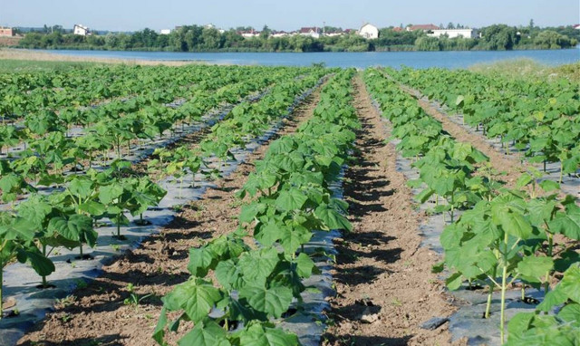 Αυτή η καλλιέργεια δίνει έως και 9.000 ευρώ το στρέμμα!