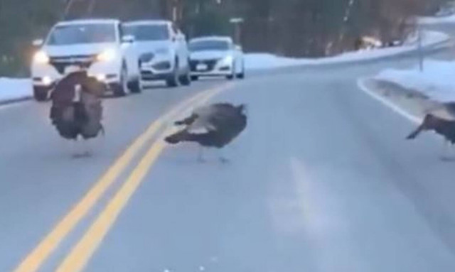 Μια γαλοπούλα σε θέση… τροχονόμου! (vid)