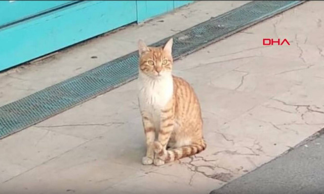 Ο «φόβος» της Κωνσταντινούπολης: Αυτή είναι η πιο τσαντισμένη γάτα στον πλανήτη (Pics+Vid)