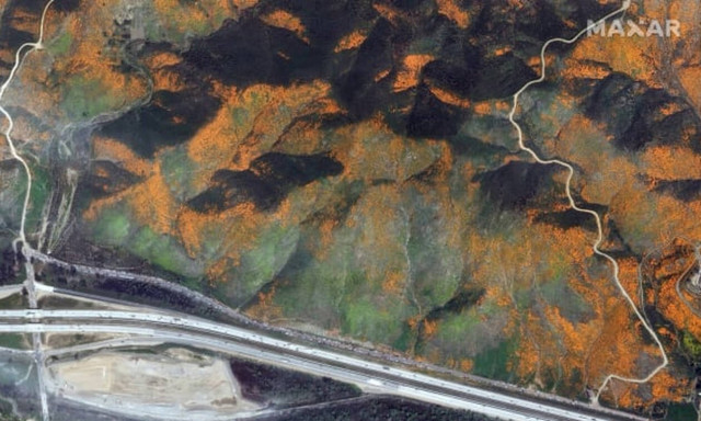 Θαυμαστή ομορφιά: Οι άγριες παπαρούνες της Καλιφόρνια προσελκύουν χιλιάδες επισκέπτες (pics)