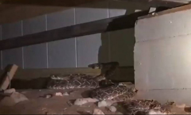 Φρίκη: Δεν φαντάζεστε τι βρήκε όταν έψαξε στο υπόγειο του σπιτιού του