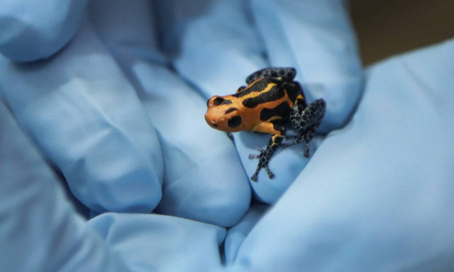 Μύκητας – φονιάς σπέρνει το θάνατο - Απειλεί με αφανισμό τα ζώα στην Ευρώπη 