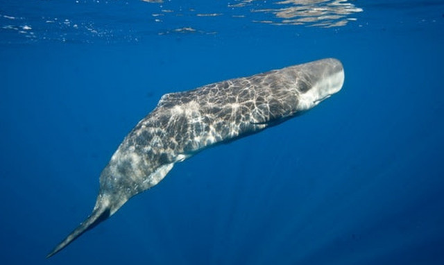 Έρχεται το μεγαλύτερο συνέδριο για θαλάσσια θηλαστικά και θαλάσσιες προστατευόμενες περιοχές