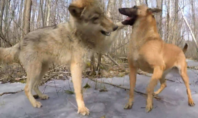 Σκύλος συναντάει λύκο στο δάσος και η συνέχεια είναι… καταπληκτική!