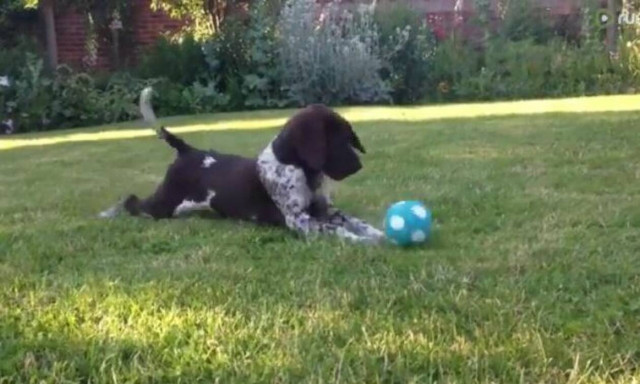Δίνουν σε ένα αξιολάτρευτο κουτάβι μια μπάλα που «μιλάει» - Δείτε την επική αντίδρασή του!