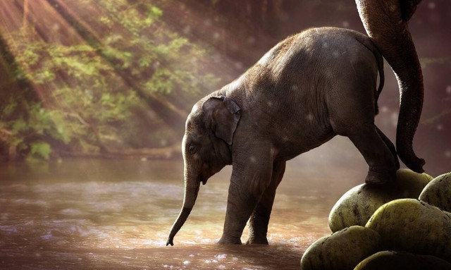 Εκπαιδευτές - κτήνη βασανίζουν ελεφαντάκι για να κάνουν… κέφι οι τουρίστες! (pics&vid)