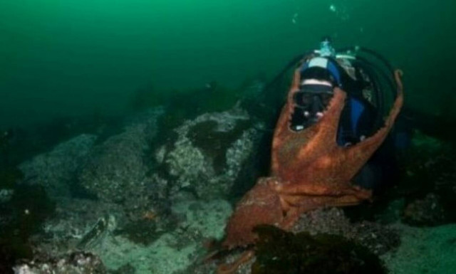 Χταπόδι - τέρας προσπαθεί να καταπιεί ζωντανό έναν δύτη!