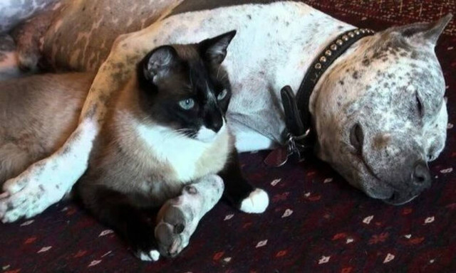 Τυφλό πιτ-μπουλ αγκαλιάζεται με γατάκι και η εικόνα ξεχειλίζει από… έρωτα!