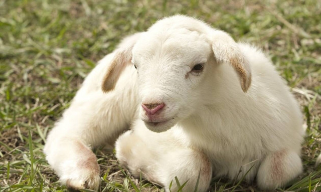 Καθορίστηκε το ύψος ενίσχυσης για κτηνοτρόφους και παραγωγούς