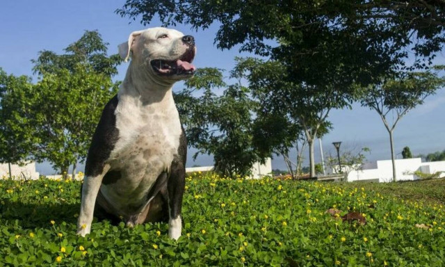 Φρίκη στην Αργυρούπολη: Κατέσφαξαν σκύλο με 17 μαχαιριές - Σκληρές εικόνες