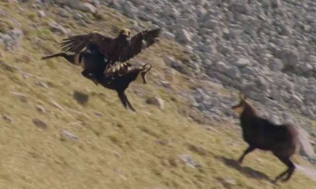 Χρυσαετός ορμά σε αγριοκάτσικο και γίνεται… μάχη ομηρική! (video)
