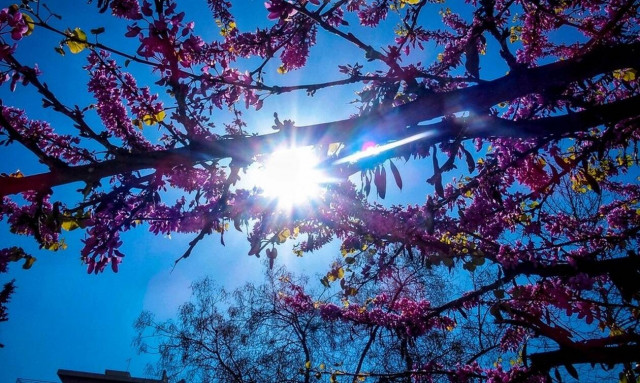 Ανοιξιάτικος ο καιρός σήμερα, Κυριακή των Βαΐων - Νεφώσεις και σκόνη από Μ. Δευτέρα (χάρτες)