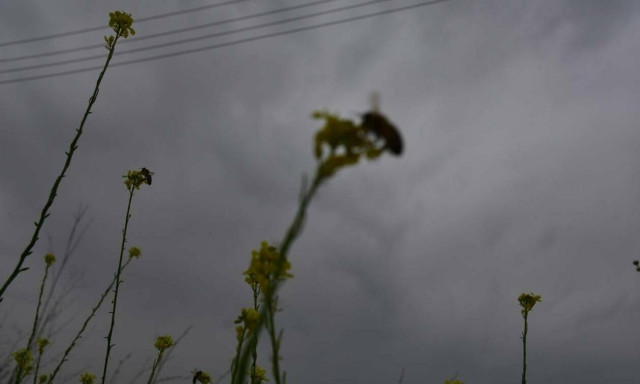 Weather forecast: Partly cloudy; high concentrations of African dust on Good Friday (25/04/2019)