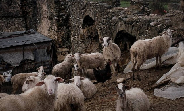 Κρήτη: Έκλεψαν 120 αρνιά από μαντρί σε χωριό του Ηρακλείου