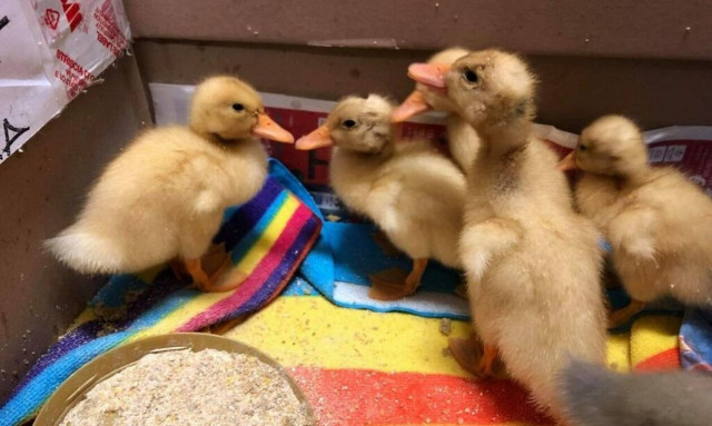 Απίστευτο: Γέμισε... παπάκια Αστυνομικό Τμήμα στην Θεσσαλονίκη