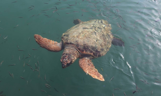 Σοκαριστικές εικόνες στο Κατάκολο: Βρίσκουν στην παραλία σκοτωμένες χελώνες (pics)