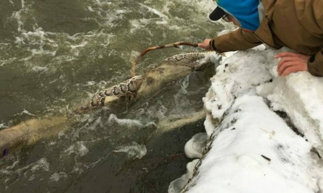 Φίδι ξεπηδά από τον βυθό και «ξενερώνει» τον ανήμπορο ψαρά!