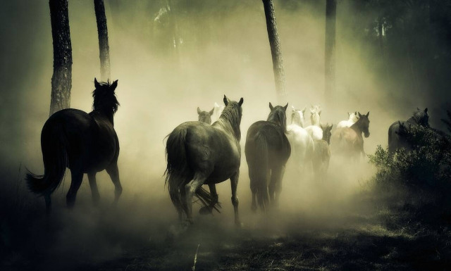 Πώς ο άνθρωπος κατάφερε να αλλάξει τα άλογα μέσα σε λίγους αιώνες