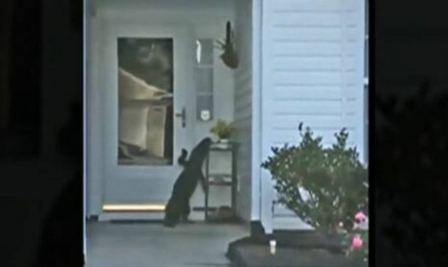 Αλιγάτορας χτύπησε το κουδούνι σπιτιού σαν... κανονικός κύριος! (vid)