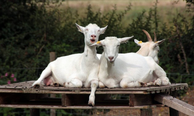 Εκλογές 2019: Το άλλο με τον Τοτό το ξέρετε; 