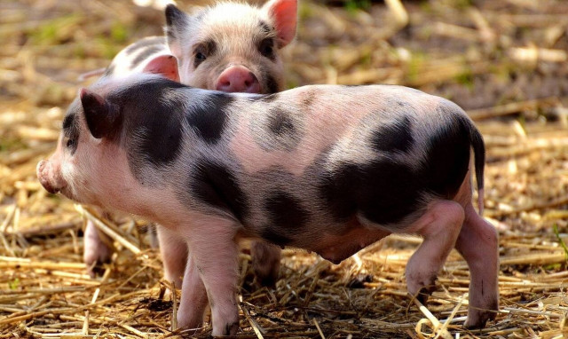 Τόκιο: Σε αυτή την καφετέρια μπορείτε να πιείτε τον καφέ σας παρέα με… μικρά γουρουνάκια! (pics)