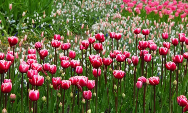 Ολλανδία: Οι selfies απειλούν τις ...τουλίπες (vid)