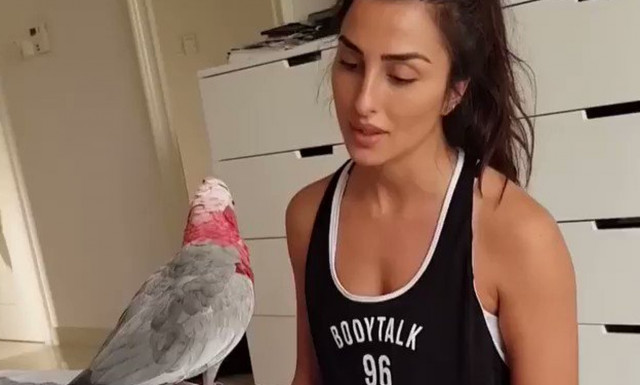 Ένας «λιγούρης» παπαγάλος ΕΚΛΙΠΑΡΕΙ την σέξι αφεντικίνα του! (video)