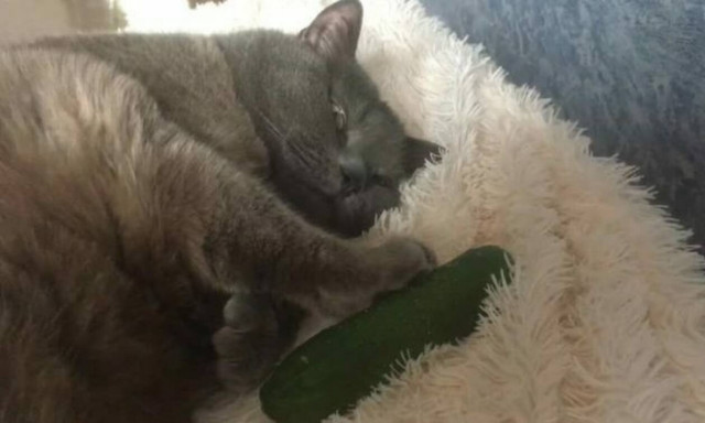 H γάτα και το… αγγούρι! Ένα ξεκαρδιστικό video