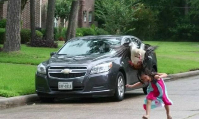 Χήνα με πολλά… νεύρα επιτίθεται ΧΩΡΙΣ ΕΛΕΟΣ στους περαστικούς! 