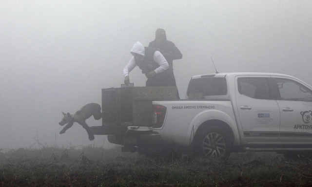 Five orphan bear cubs 'fostered' by Arcturos released back into the wild