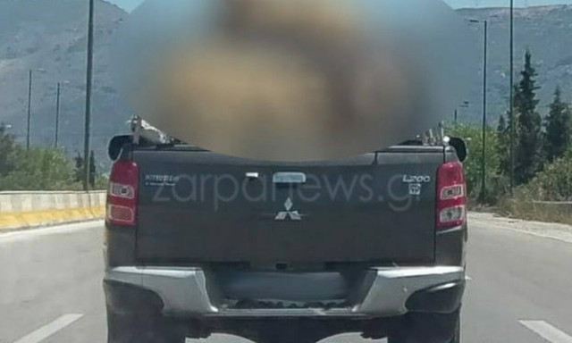 Κρήτη: Δείτε πώς μετέφερε τα πρόβατα αυτός ο… αθεόφοβος βοσκός!