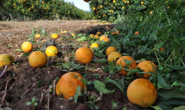 ΕΛΓΑ: Πότε θα πληρωθούν οι αγρότες για τις ζημιές από το χαλάζι - Τι υποσχέθηκε ο Αραχωβίτης