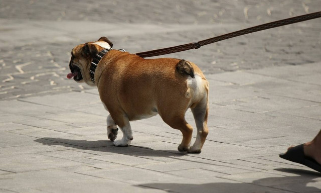 Την προσέλαβε να προσέχει τα σκυλιά - Δεν μπορούσε να πιστέψει αυτά που έγιναν στο σπίτι της