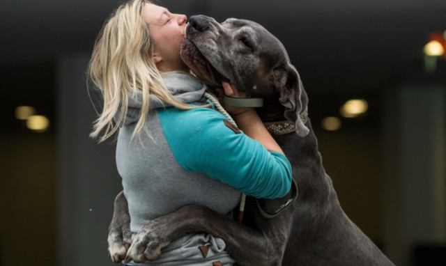 Ζηλιάρης σκύλος κάνει απίστευτα νάζια στην αφεντικίνα του!